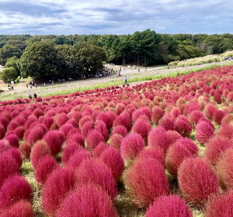 Ibaraki Cherry Blossom & Autumn Leaves Tour (Seasonal)