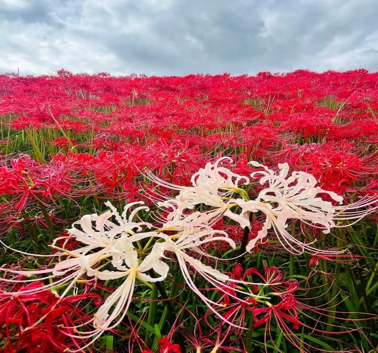 Ibaraki Cherry Blossom & Autumn Leaves Tour (Seasonal)