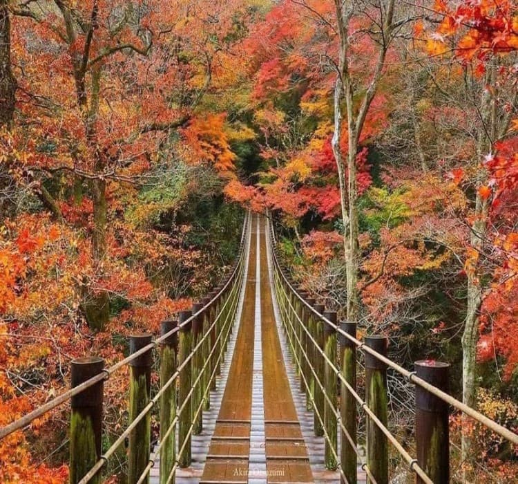 Ibaraki Nature Escape: Hitachi Seaside Park & Fukuroda Falls