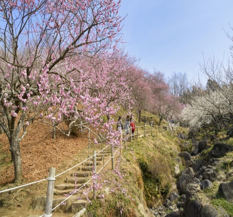 Ibaraki Culture & History Tour