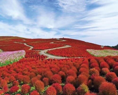 Ibaraki Educational School Tour