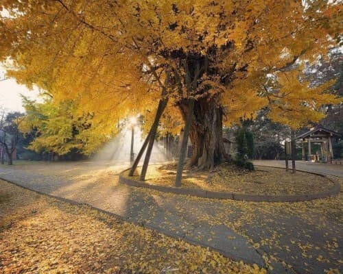 Ibaraki Culture & History Tour