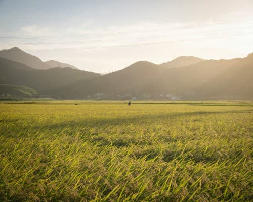 Flavors of Shikoku: A Culinary & Cultural Escape