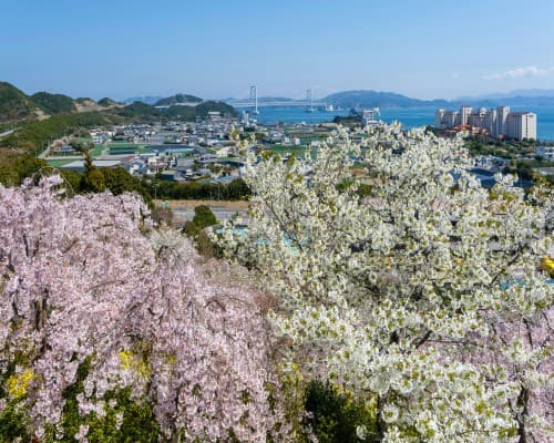 Flavors of Shikoku: A Culinary & Cultural Escape